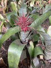 Aechmea fasciata