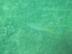 Ocyurus chrysurus