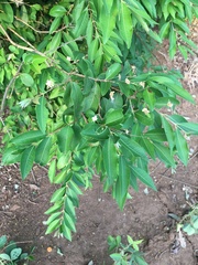 Myrtaceae