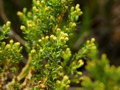 Baccharis thymifolia
