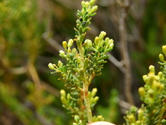 Baccharis thymifolia
