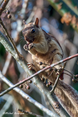 Sciurus variegatoides helveolus