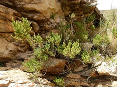 Baccharis thymifolia