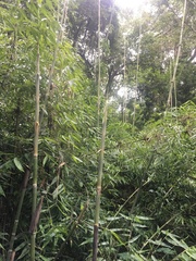 Merostachys
