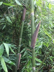 Merostachys