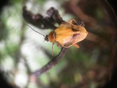 Chauliognathus expansus