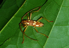 Eburodacrys sexmaculata