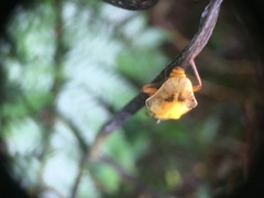 Chauliognathus expansus