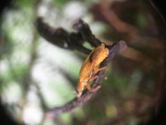 Chauliognathus expansus