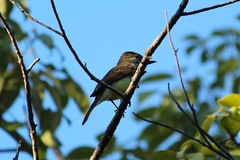 Myiarchus yucatanensis