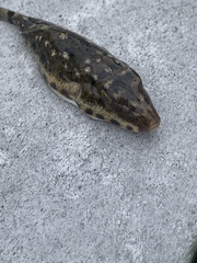 Sphoeroides spengleri