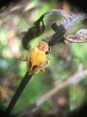 Chauliognathus expansus