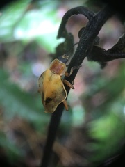 Chauliognathus expansus