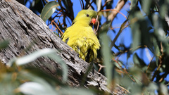 Polytelis anthopeplus