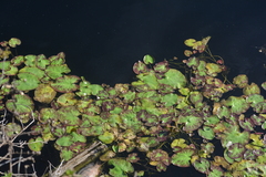 Nymphoides hydrophylla image