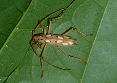Eburodacrys sexmaculata