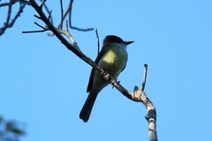 Myiarchus yucatanensis