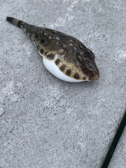 Sphoeroides spengleri