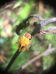 Chauliognathus expansus