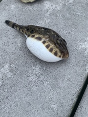 Sphoeroides spengleri