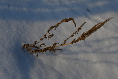 Amaranthus retroflexus