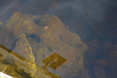 Poecilia latipinna