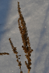 Amaranthus retroflexus