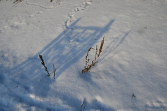 Amaranthus retroflexus