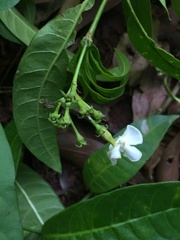 Tabernaemontana catharinensis