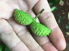 Tabernaemontana catharinensis