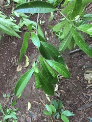 Tabernaemontana catharinensis