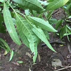 Tabernaemontana catharinensis