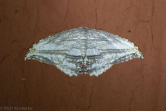 Morphomima fulvitacta