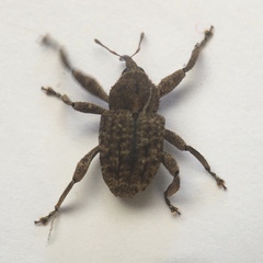 Curculionidae