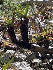Aloe succotrina