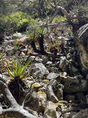 Aloe succotrina