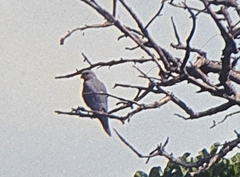 Falco ardosiaceus