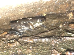 Crossodactylus schmidti