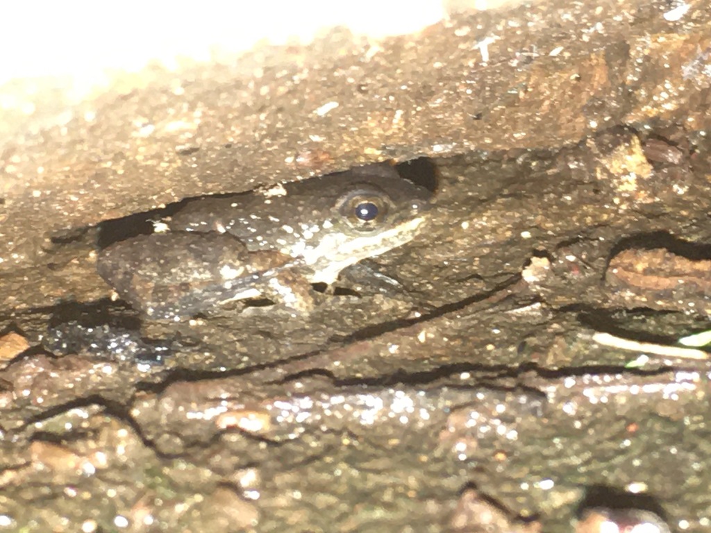 Schmidt's Spinythumb Frog