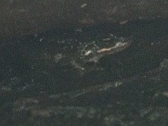 Crossodactylus schmidti