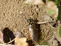 Acantholyda posticalis