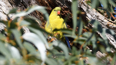 Polytelis anthopeplus