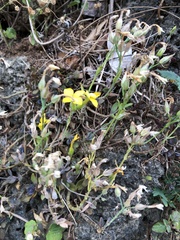 Kalanchoe garambiensis