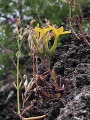 Kalanchoe garambiensis