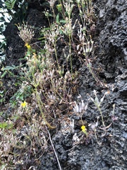 Kalanchoe garambiensis