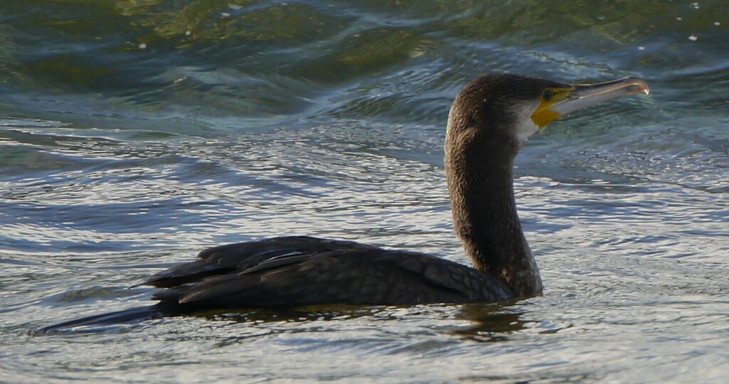 Great Cormorant from Es Coll d'en Rabassa, Palma, Islas Baleares ...