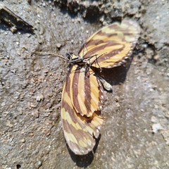 Melinaea lilis imitata