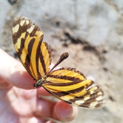 Melinaea lilis imitata