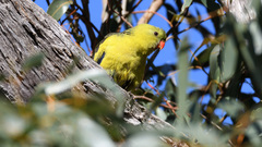 Polytelis anthopeplus