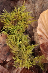 Eurhynchium angustirete